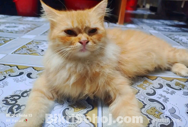 Persian cat PureBride